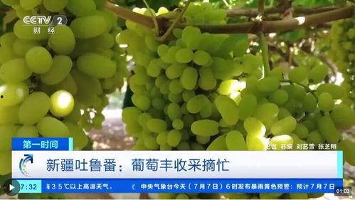 吐鲁番的葡萄熟了视频,千年古韵与现代魅力的交融之旅