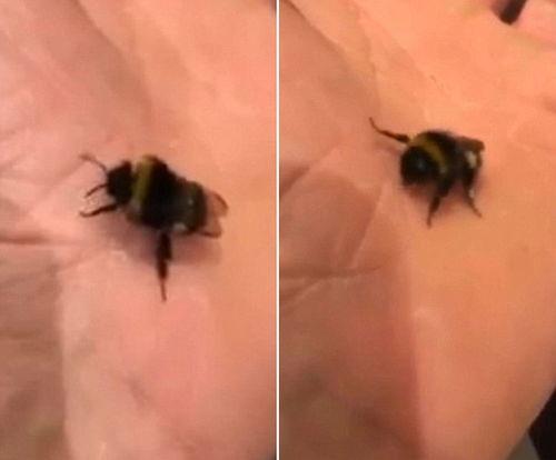 引蜜蜂视频,揭秘蜜蜂生活与生态奥秘